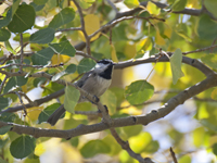 Mountain Chickadee 4531